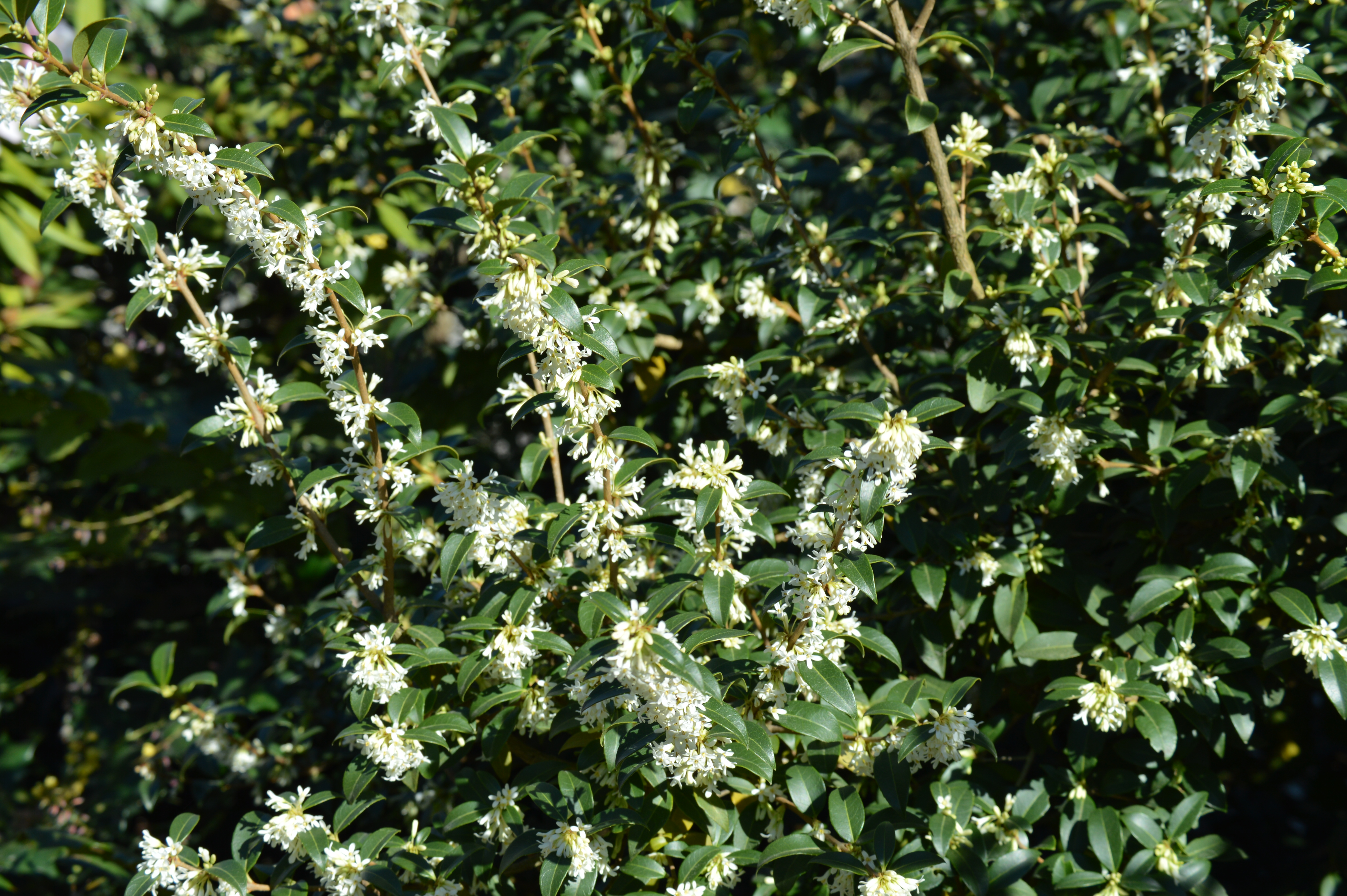 Osmanthus burkwoodii